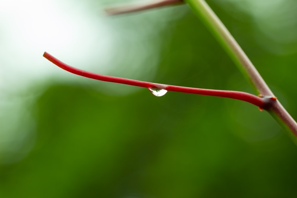 water dew on red stem