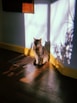 A calm beige British Shorthair cat sitting on a windowsill basking in sunlight.