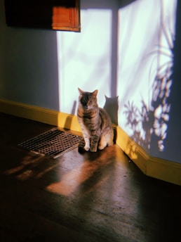 A calm beige British Shorthair cat sitting on a windowsill basking in sunlight.