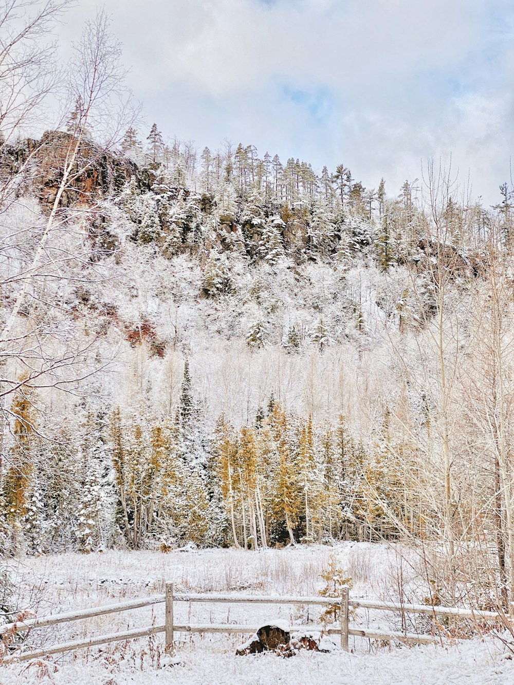 snow covered trees under blue sky during daytime