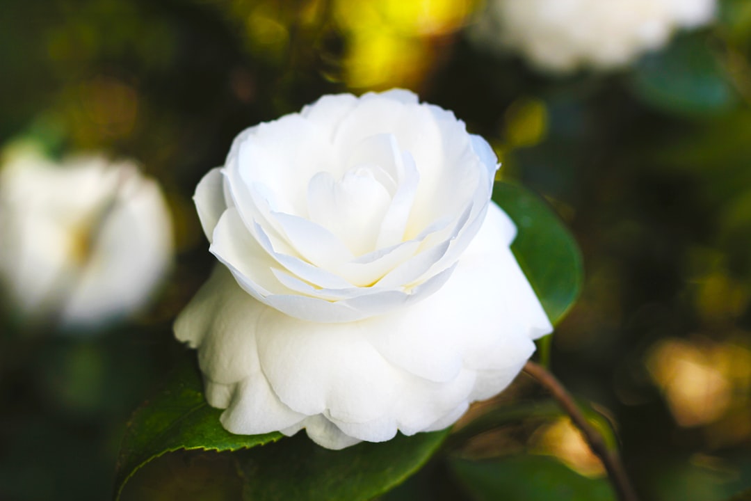 white rose in bloom during daytime