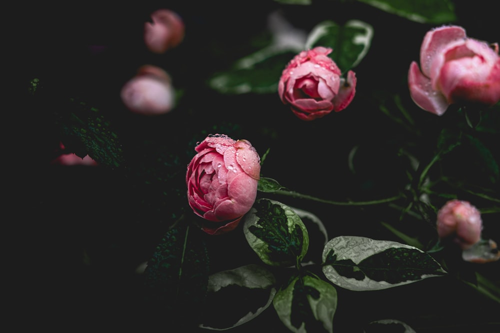 pink rose with green leaves