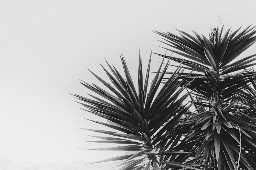 grayscale photo of palm tree