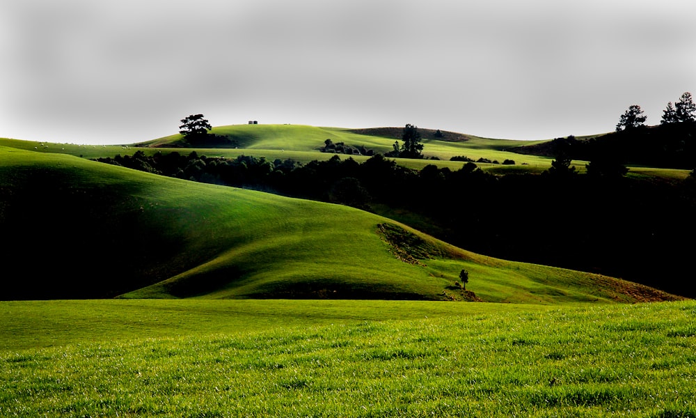 green grass field under gray sky