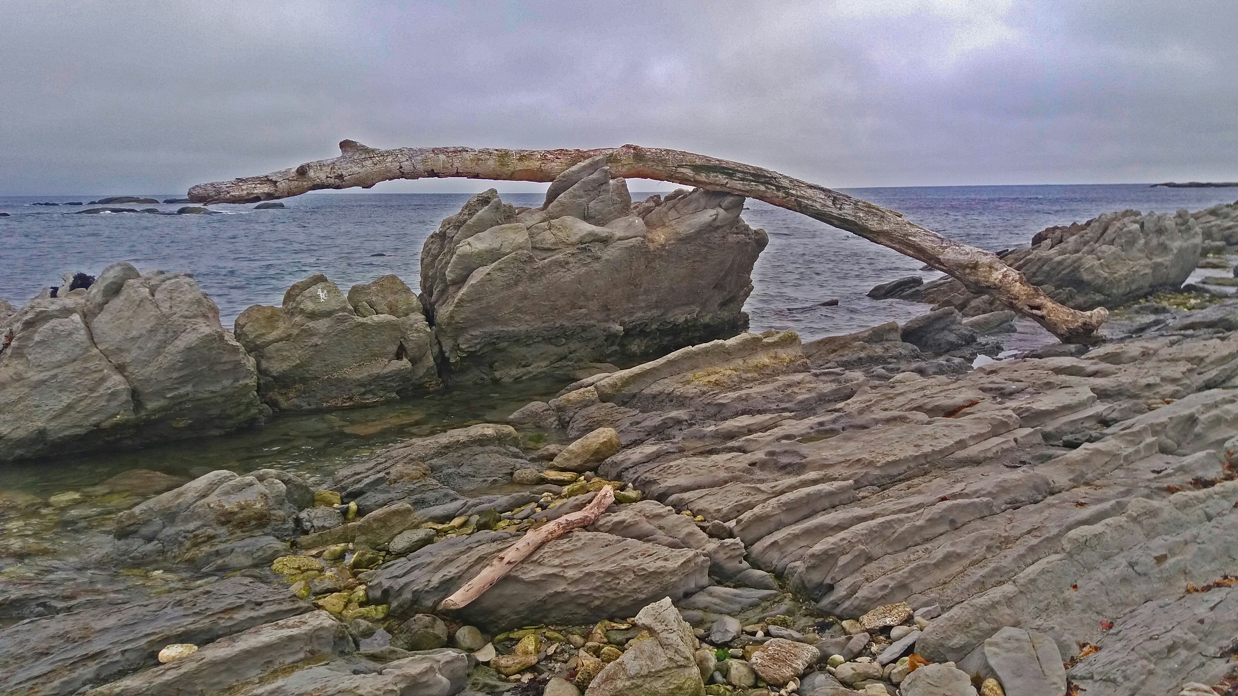 brown wooden log on gray rock formation near body of water during daytime