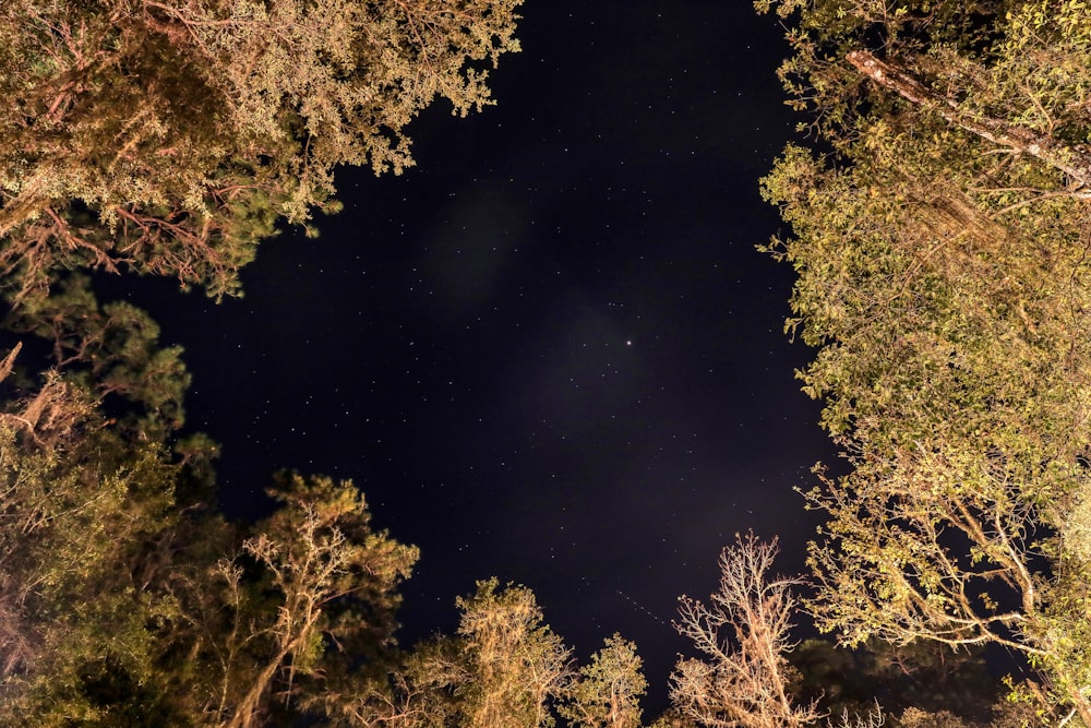 árvores verdes e marrons sob a noite estrelada