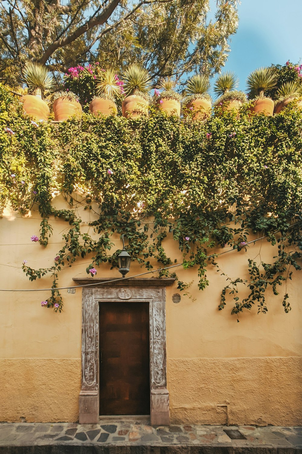 yellow and green leaves on window