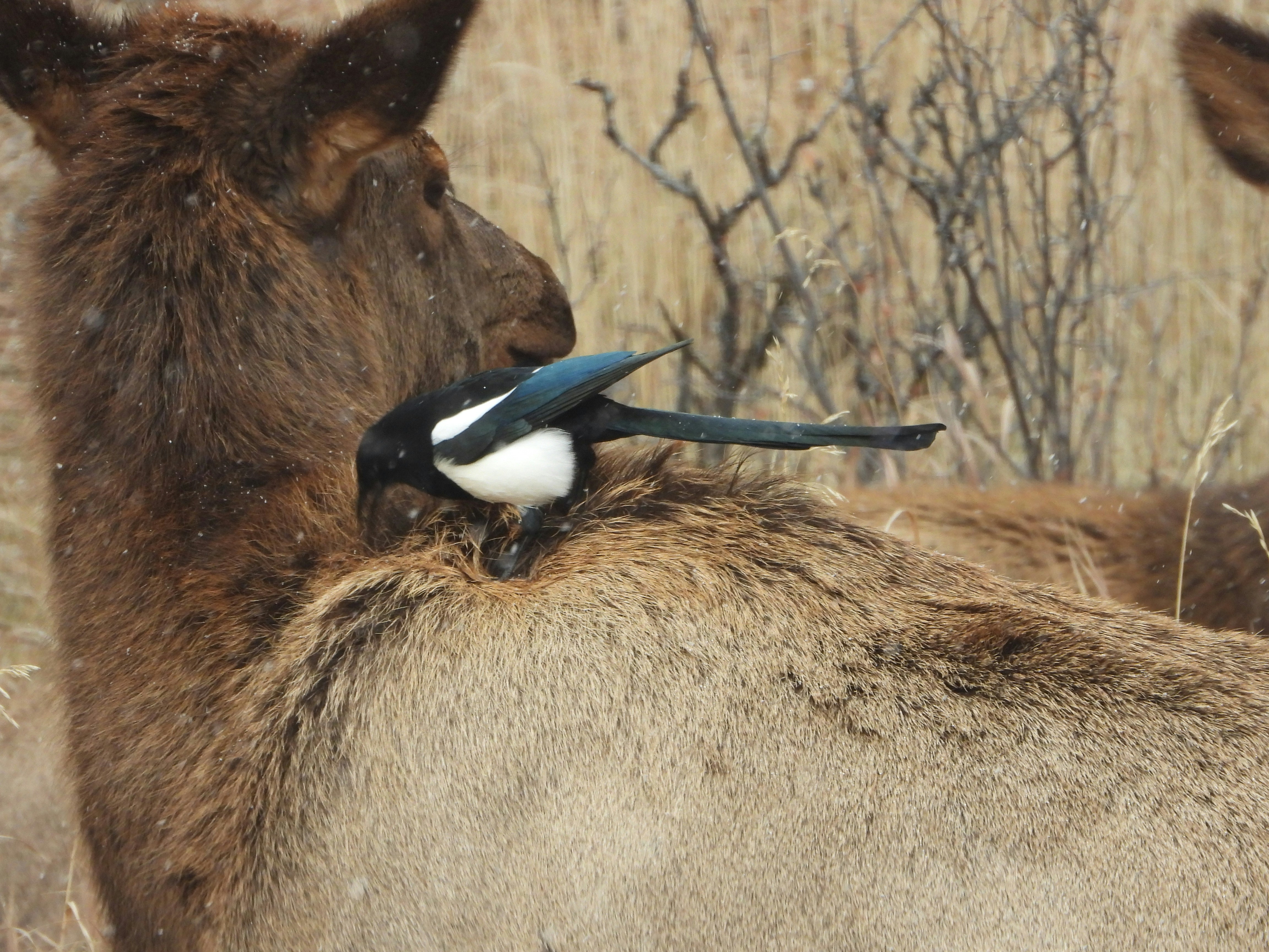 Magpie grooms young elk