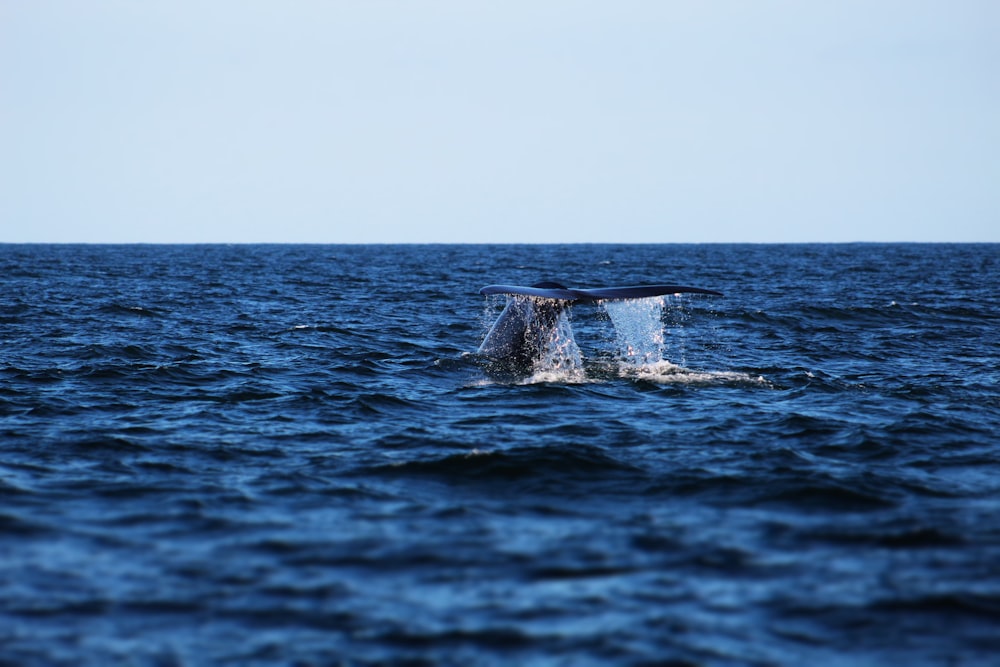 낮 동안 바다에 검은 고래와 흰 고래