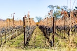 A vineyard with rows of grapevines stretches into the distance, supported by wooden posts and metal wires. The grapevines bear dark grapes, and the leaves are in shades of brown and red, indicating autumn. The ground is covered with green grass and fallen leaves, and the background features a clear blue sky and sparse trees.