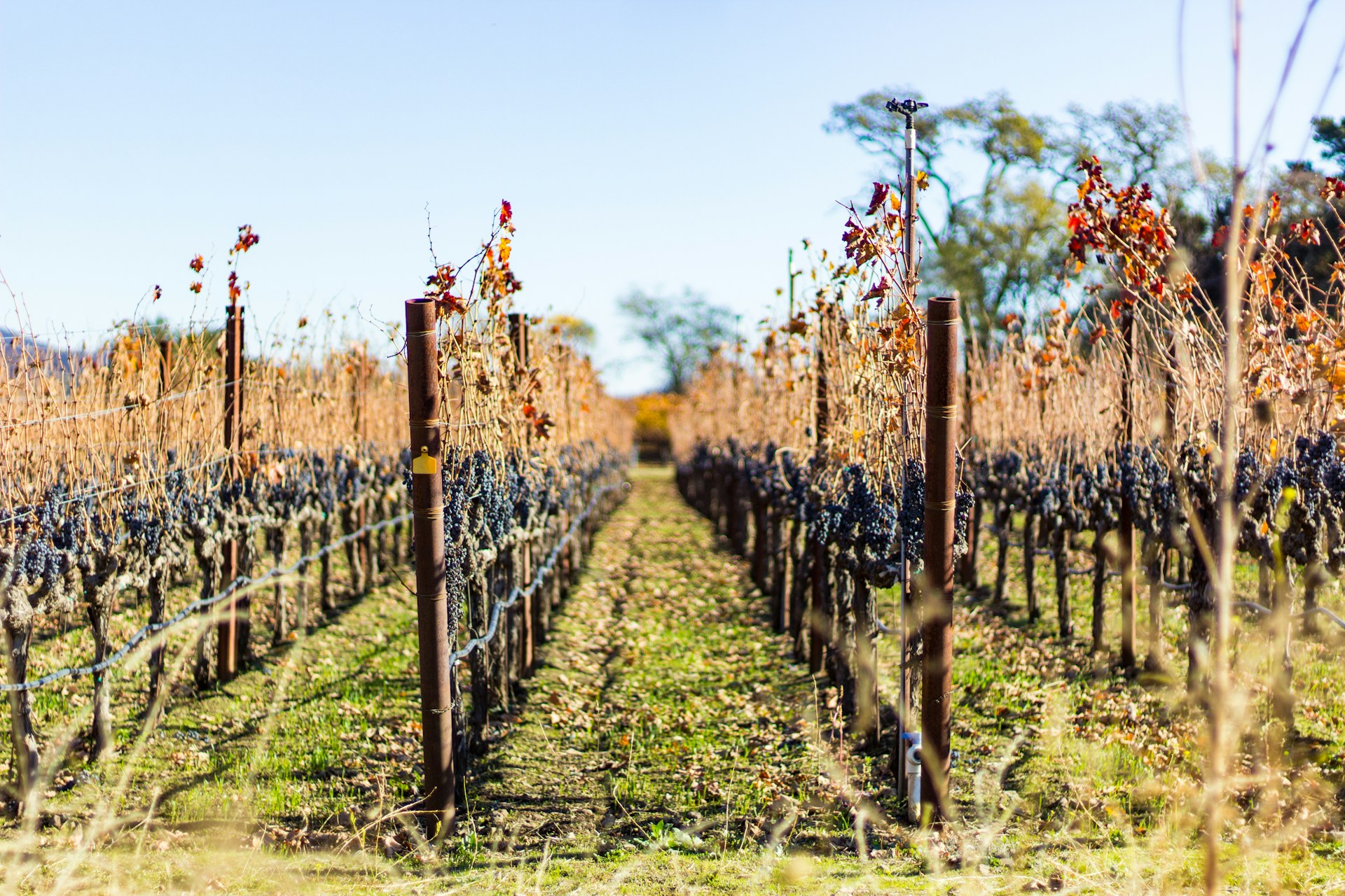 gray computer monitor