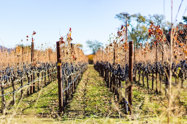 A vineyard with rows of grapevines stretches into the distance, supported by wooden posts and metal wires. The grapevines bear dark grapes, and the leaves are in shades of brown and red, indicating autumn. The ground is covered with green grass and fallen leaves, and the background features a clear blue sky and sparse trees.