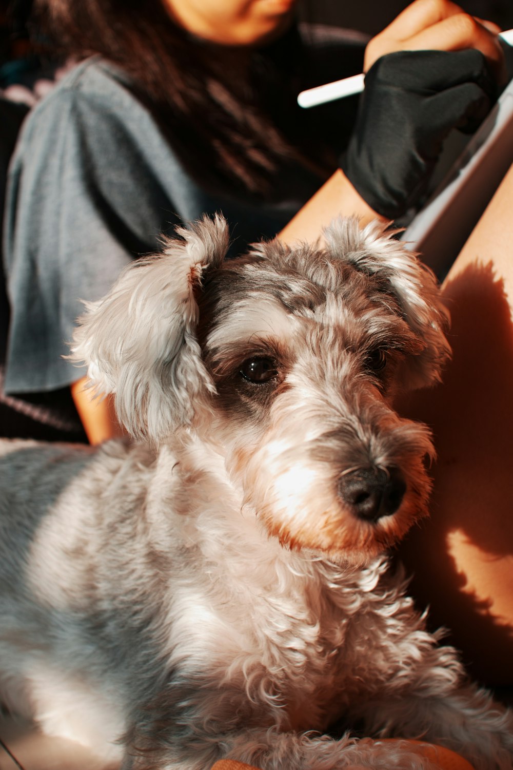 white and gray long coated small dog