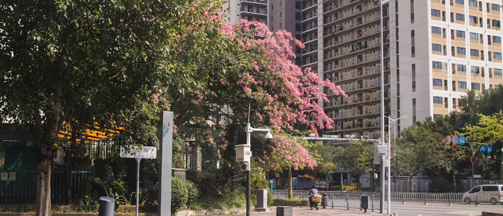 pink leaf tree near white concrete building during daytime