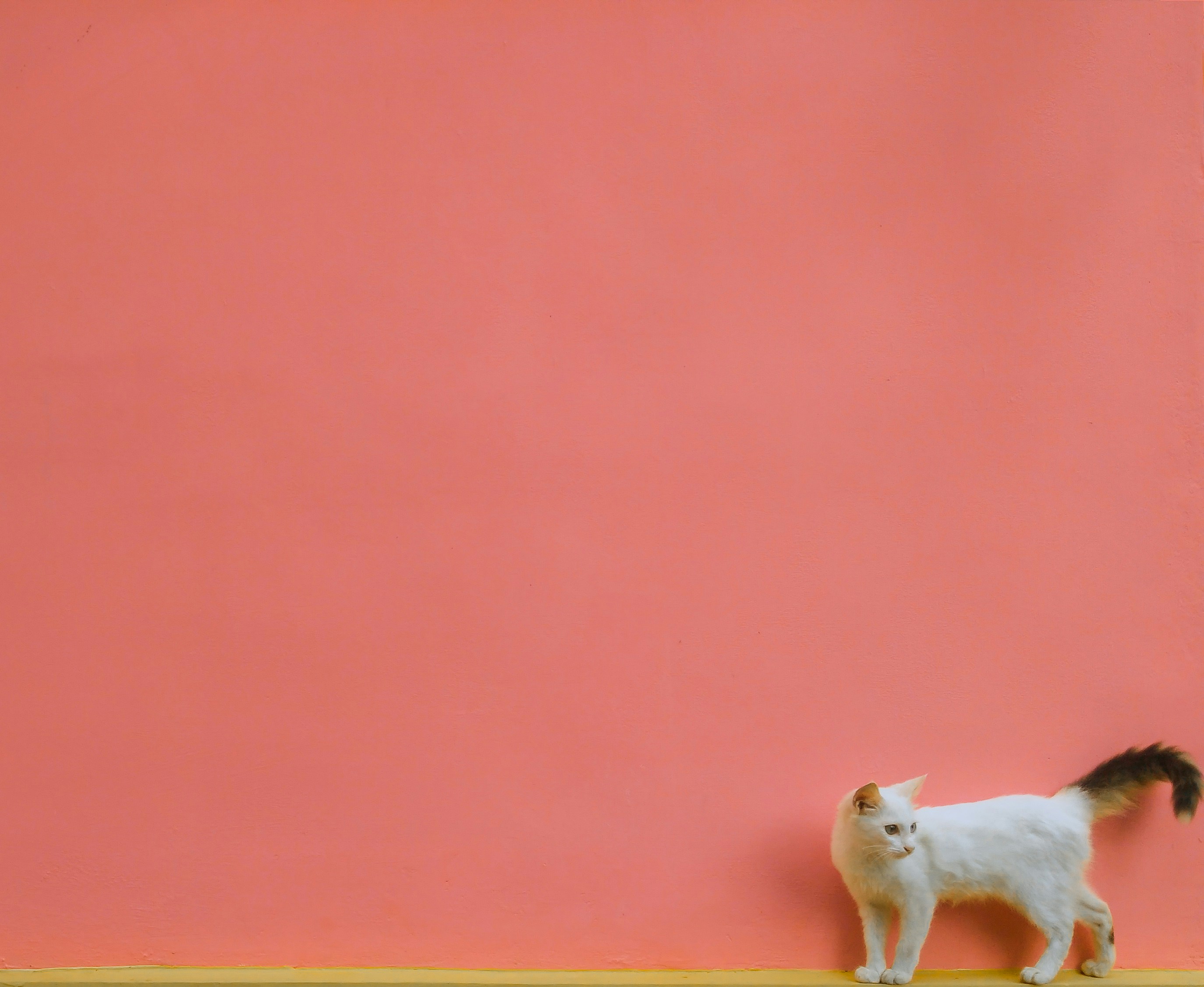 Photo by joeljohnson