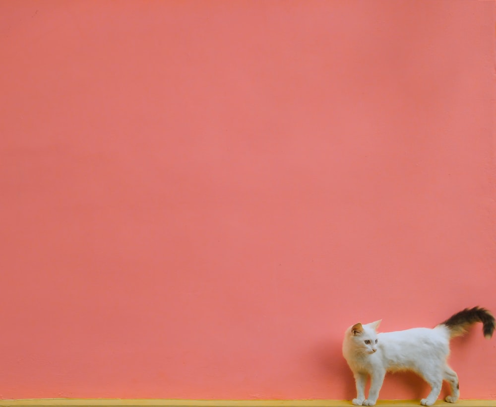 white short coated dog on orange textile