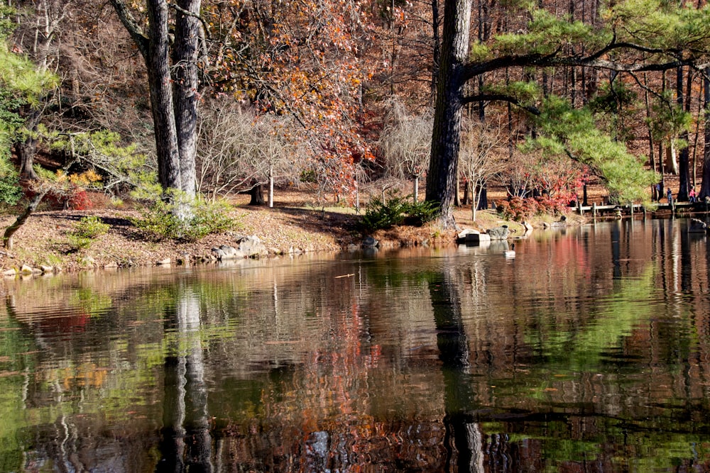 brown trees beside river during daytime