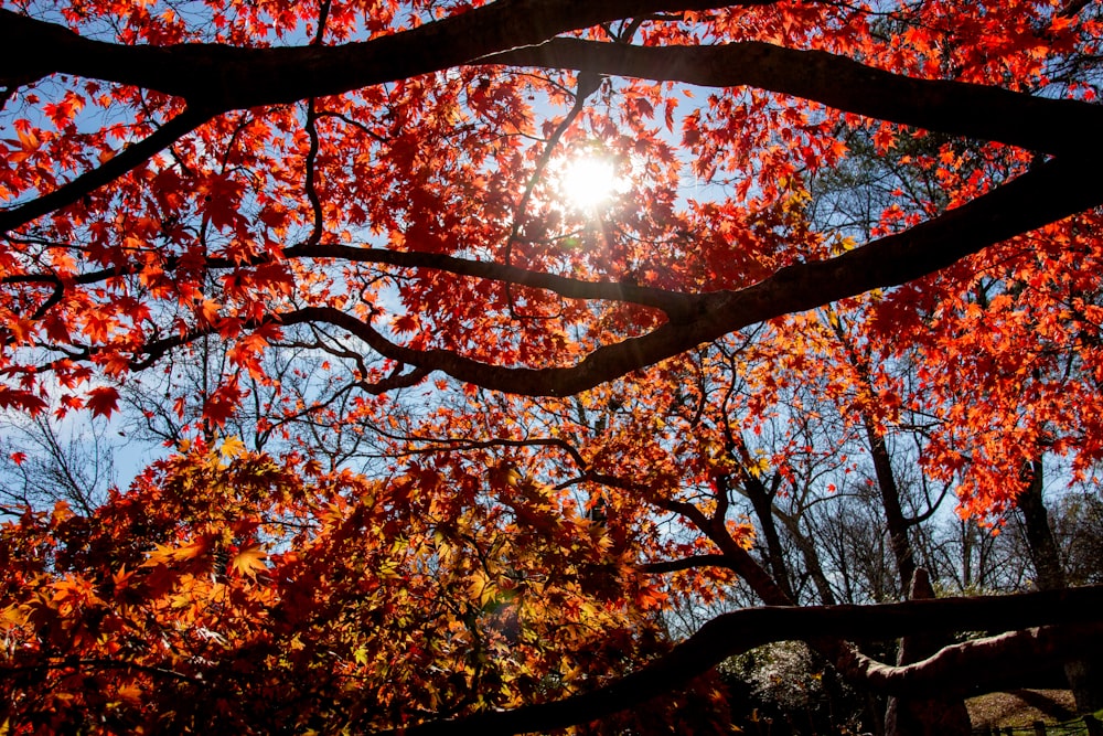 brown leaves on tree during daytime