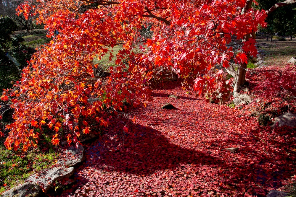 red and green leaves on ground
