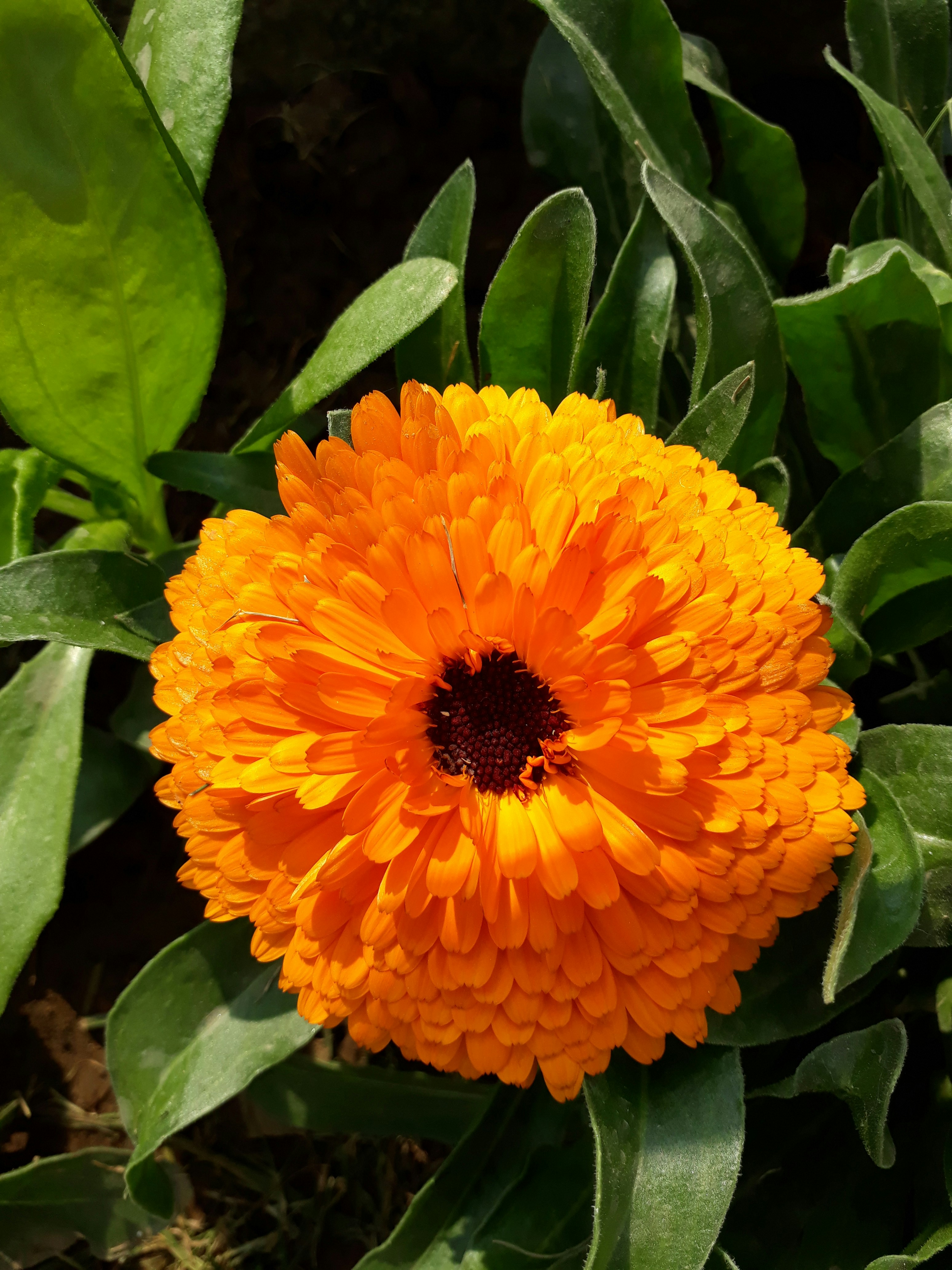 Photo by lakshmi_prabha