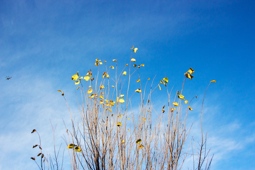 white and yellow flowers under blue sky during daytime