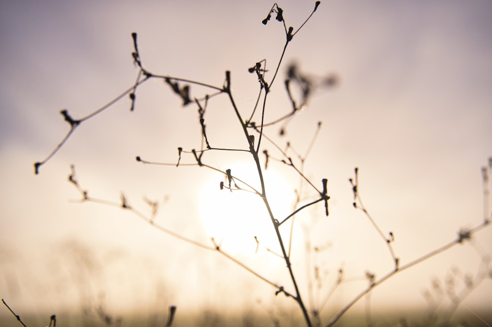 black tree branch in grayscale photography