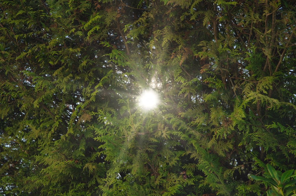 green leaf tree during daytime