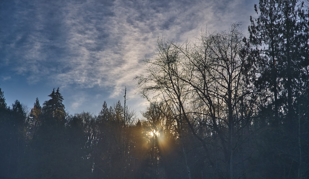 silhouette of trees under cloudy sky during daytime