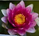 Close-up of a vibrant pink water lily floating on calm water, sunlight glistening on the leaves.
