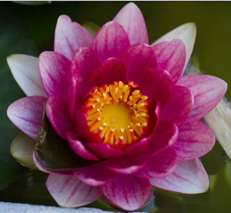 Close-up of a vibrant pink water lily floating on calm water, sunlight glistening on the leaves.