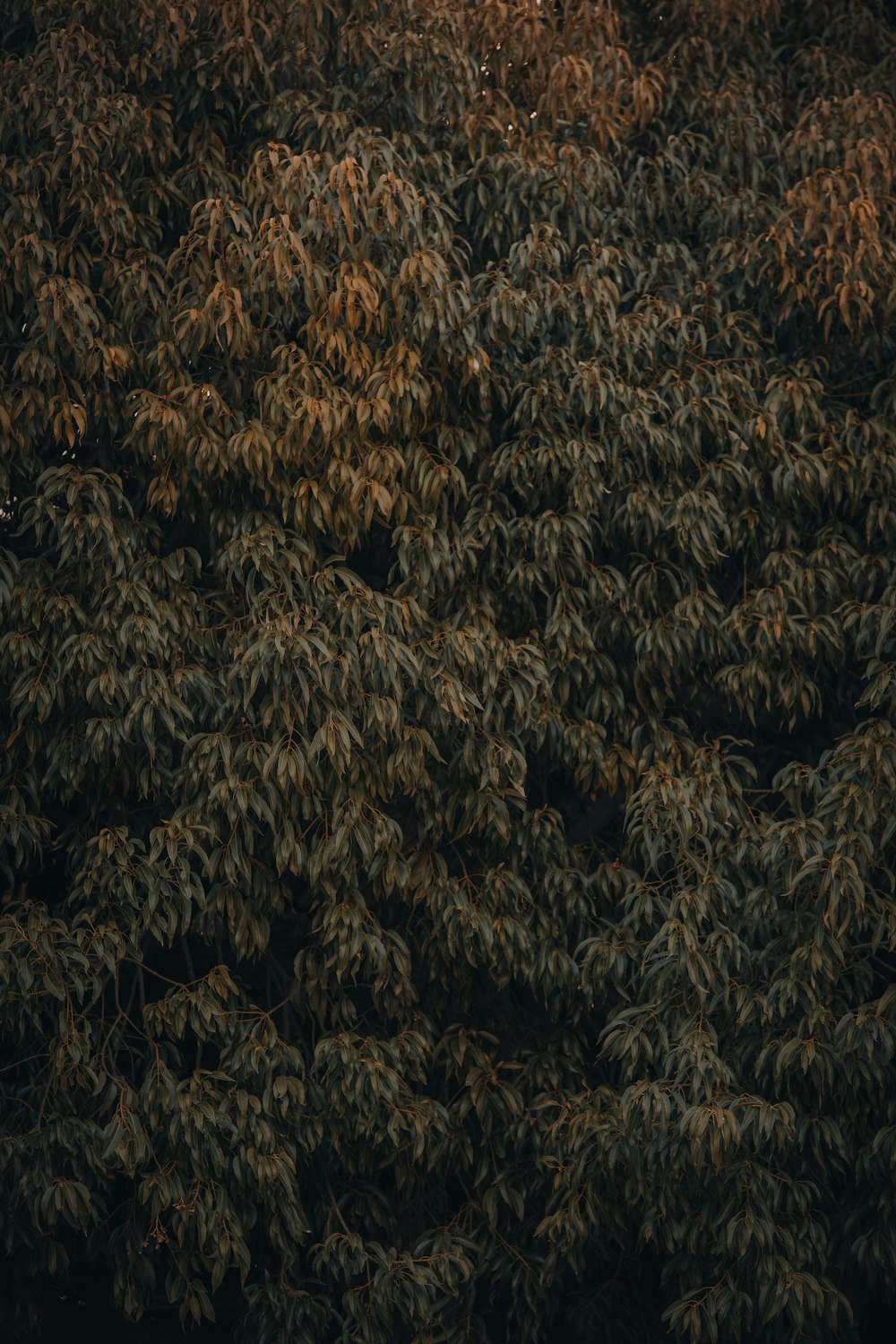 brown and black pine tree leaves