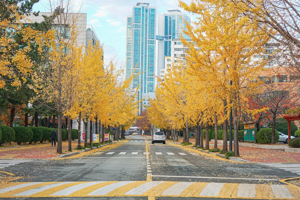 yellow leaf trees near gray concrete road during daytime