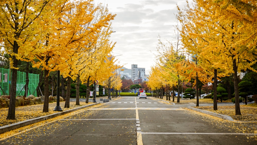 yellow leaf trees near gray concrete road during daytime