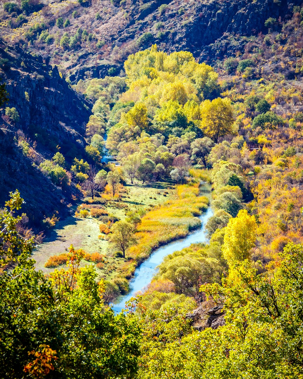 green trees and river during daytime