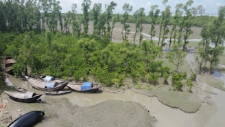 A lush, green mangrove forest with tall, thin trees stands in a partially submerged area. Several traditional wooden boats are anchored along the muddy shore. The water appears shallow and reflects the greenery of the trees.