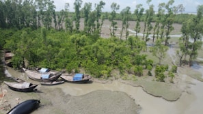 A lush, green mangrove forest with tall, thin trees stands in a partially submerged area. Several traditional wooden boats are anchored along the muddy shore. The water appears shallow and reflects the greenery of the trees.