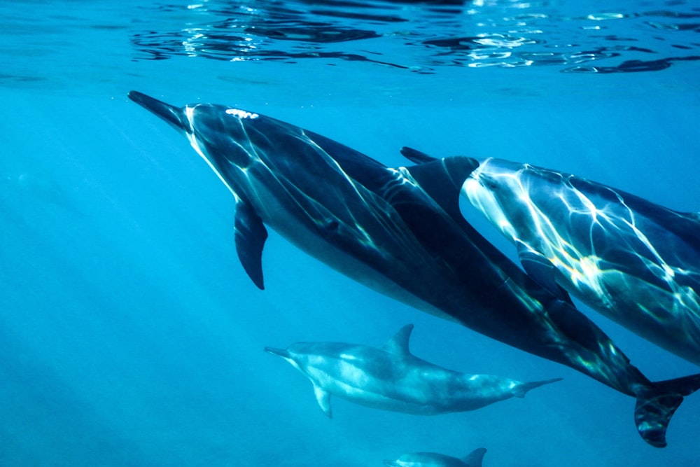 black and white dolphin in water