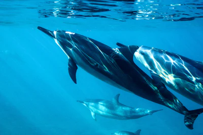 Two dolphins swimming underwater