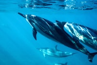 Dolphin jumping