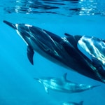 black and white dolphin in water