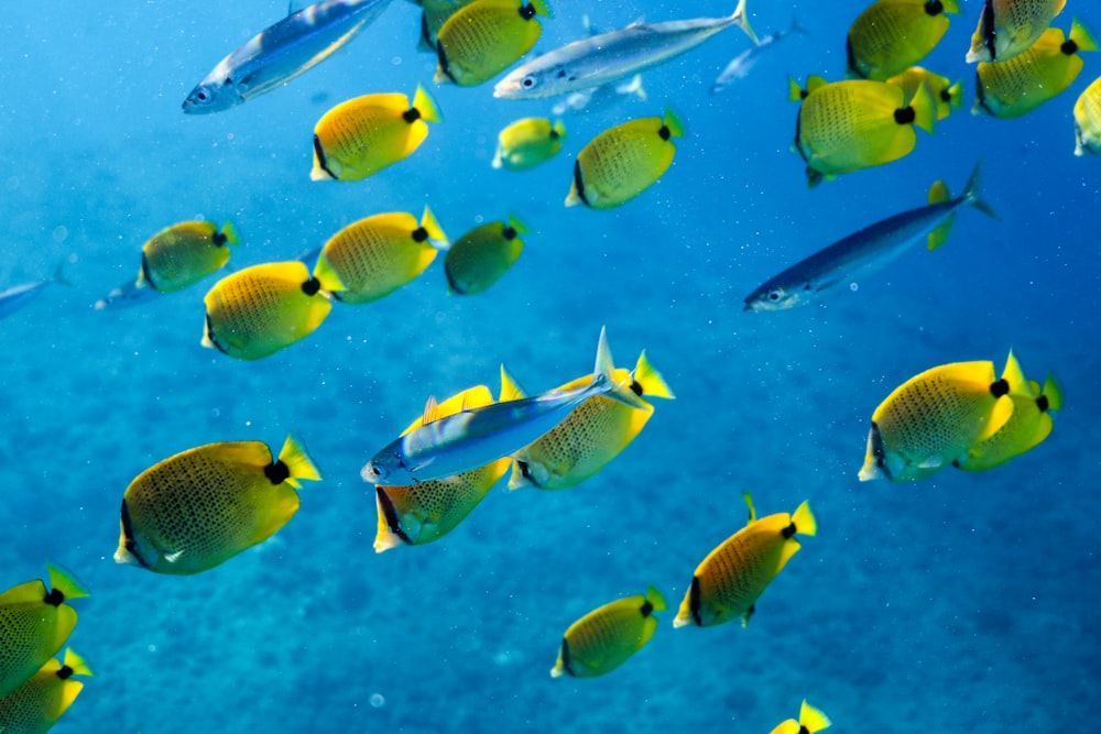 school of yellow and blue fish
