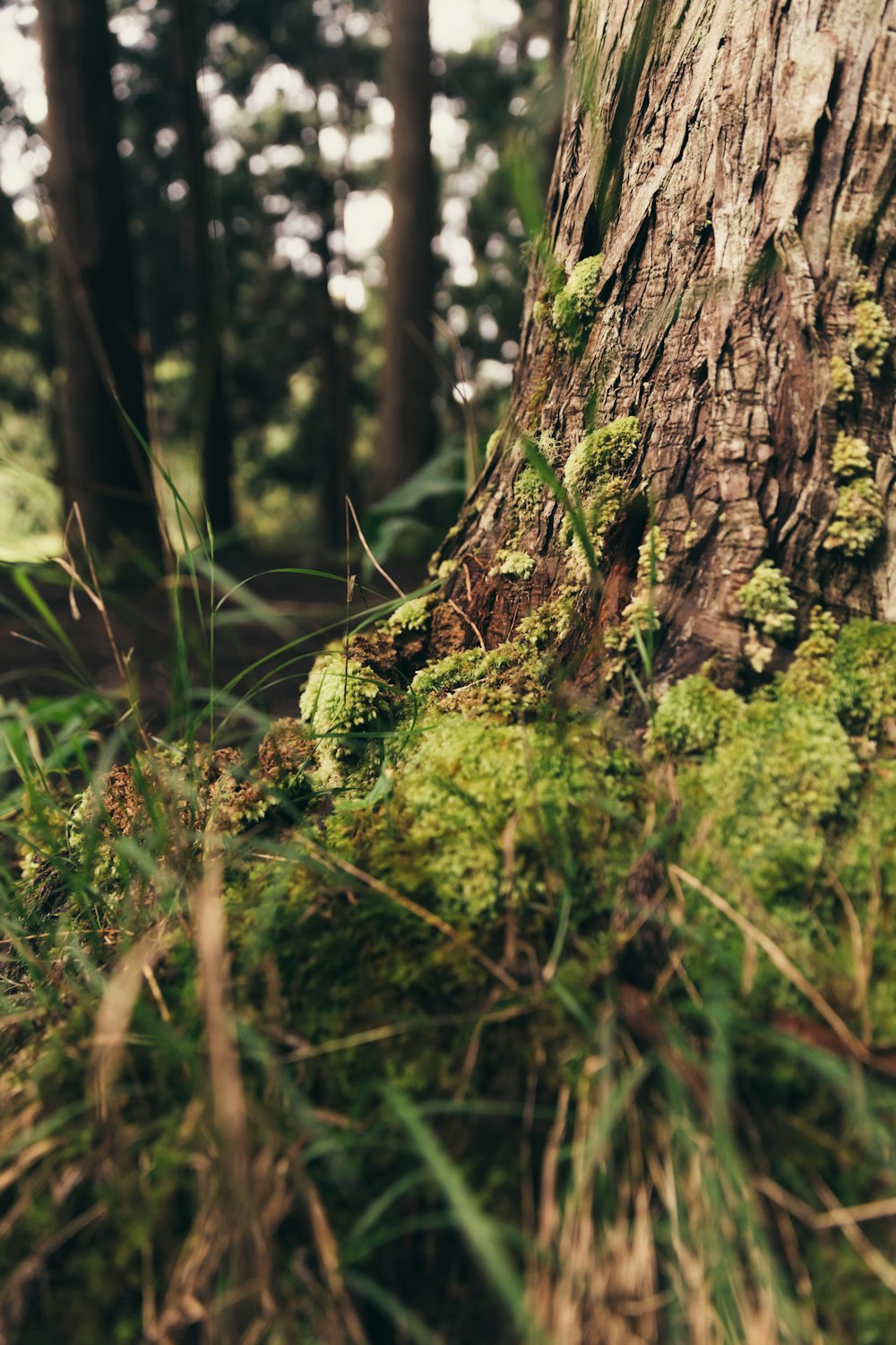 brown tree trunk on green grass