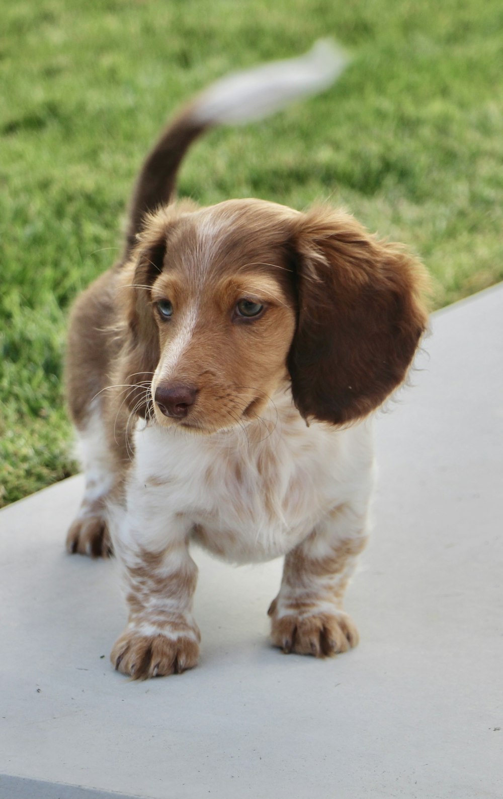 brown and white short coated small dog