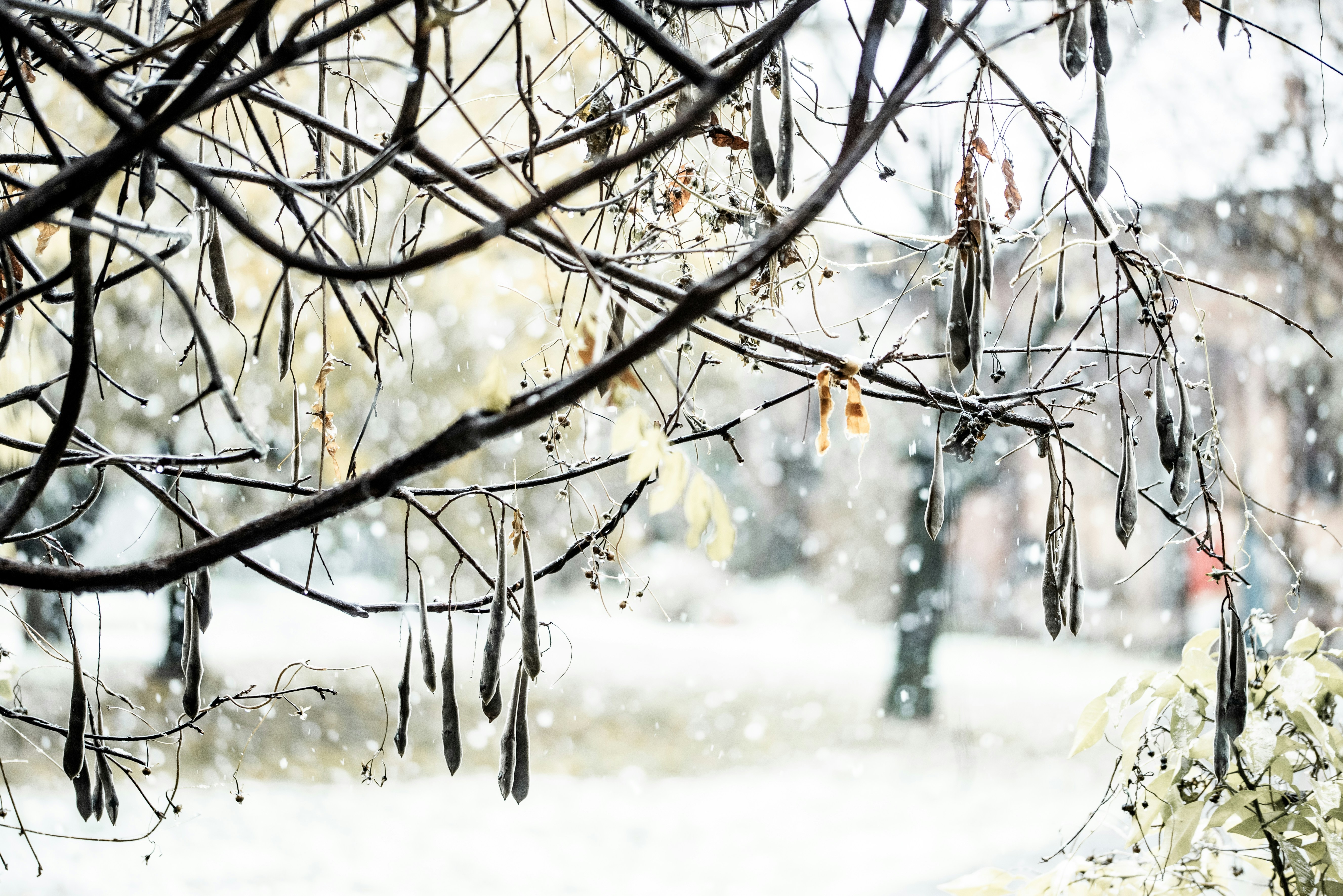 Photo by lauraadaiphoto