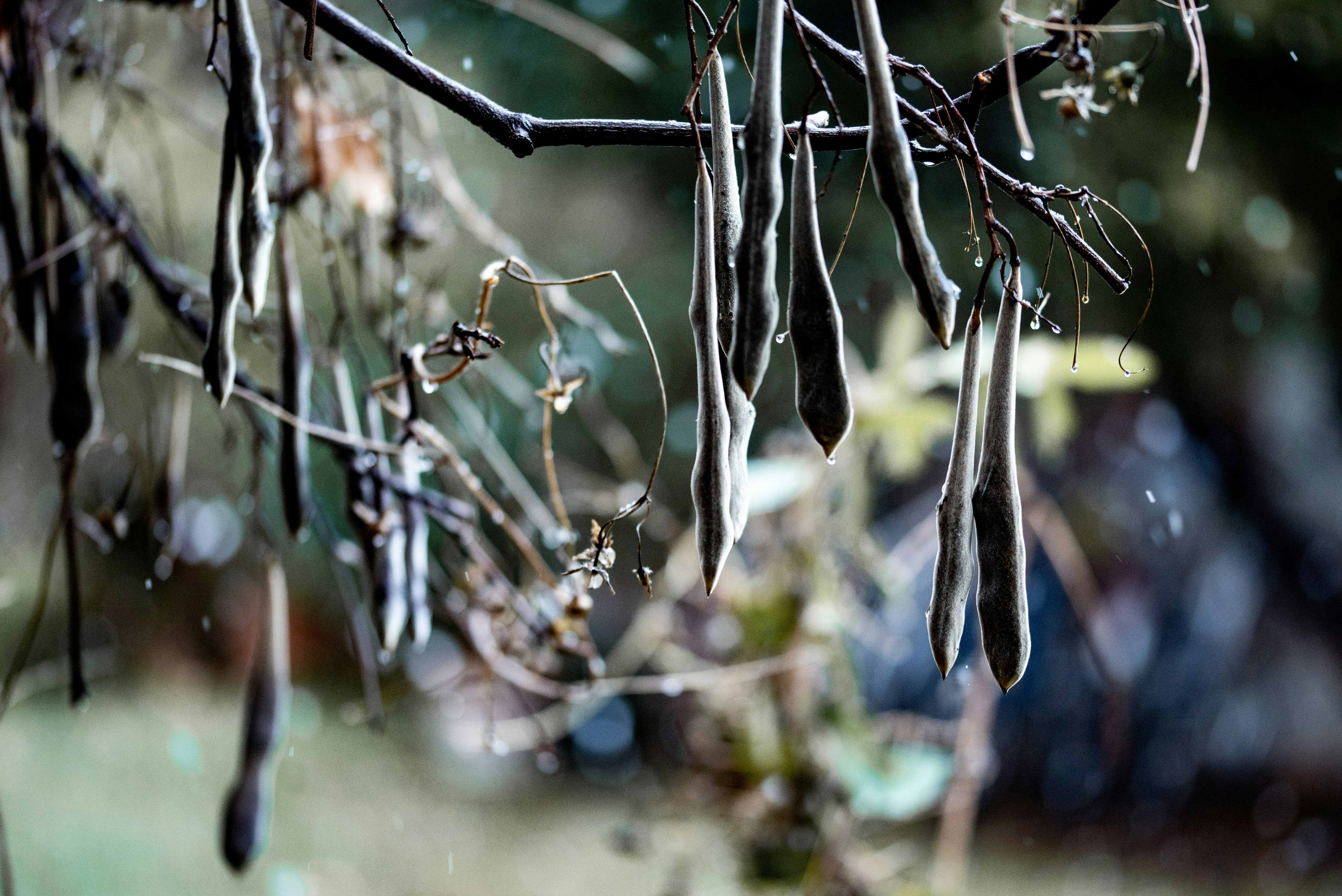 Photo by lauraadaiphoto