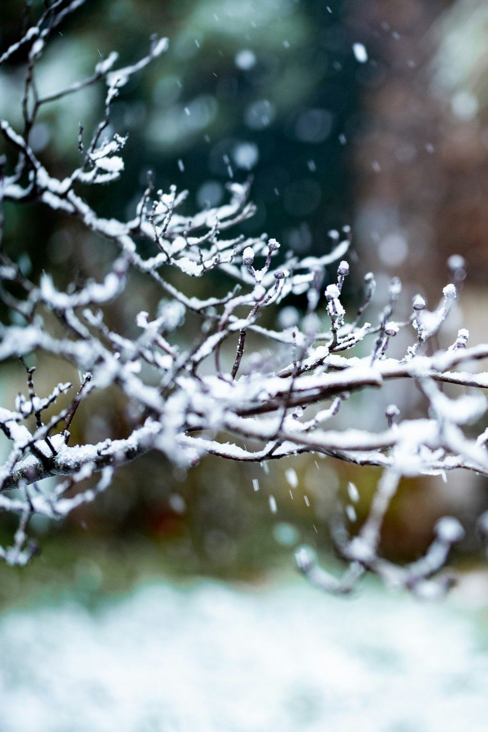 white snow on brown tree branch