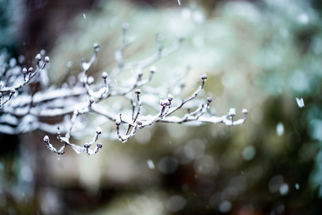 white snow on brown tree branch