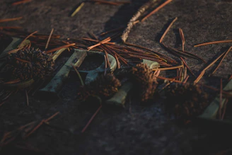 Dark, moody image capturing a textured surface with scattered dried pine needles and seed pods. The surface appears gray and weathered with partially visible, worn metallic letters.