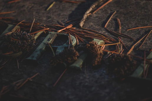 Dark, moody image capturing a textured surface with scattered dried pine needles and seed pods. The surface appears gray and weathered with partially visible, worn metallic letters.