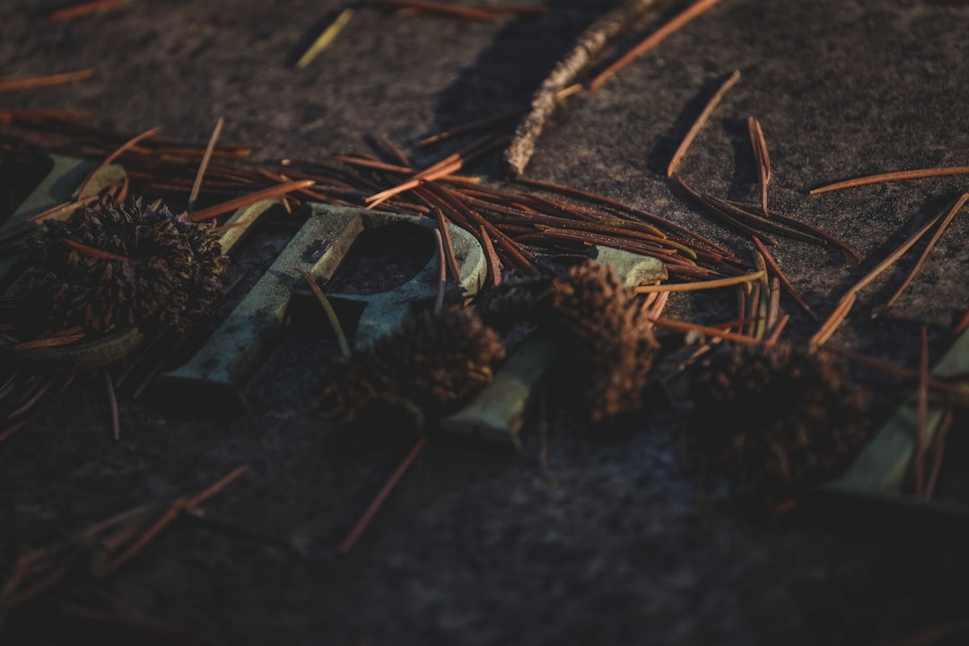 brown dried leaves on ground